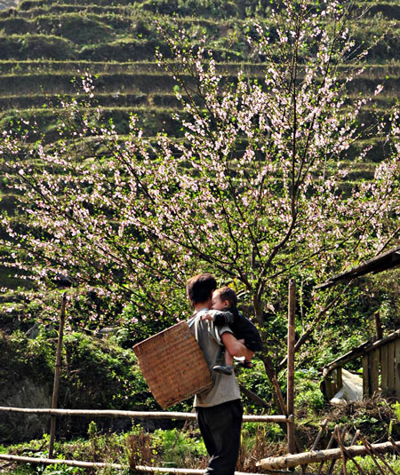 hoa dao sapa 1, du lich sapa