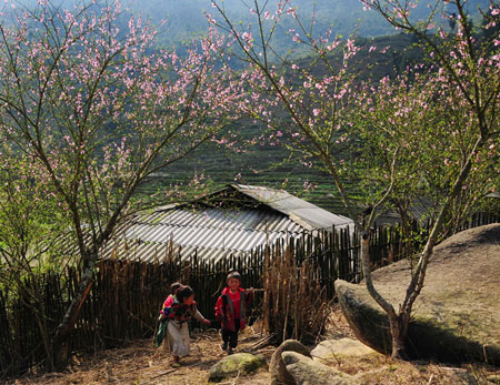hoa dao sapa 2, du lich sapa