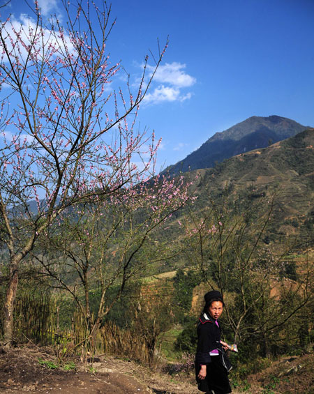 hoa dao sapa 3, du lich sapa